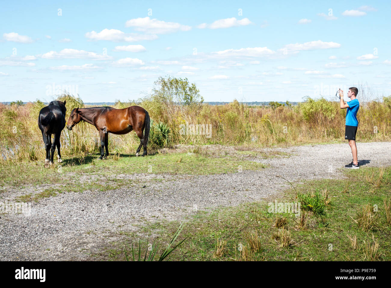 Gainesville Florida, Micanopy, Paynes Prarie Ecopassage Nature Preserve State Park, National Natural Landmark, Umweltschutz, Wacahoota Trail Stockfoto