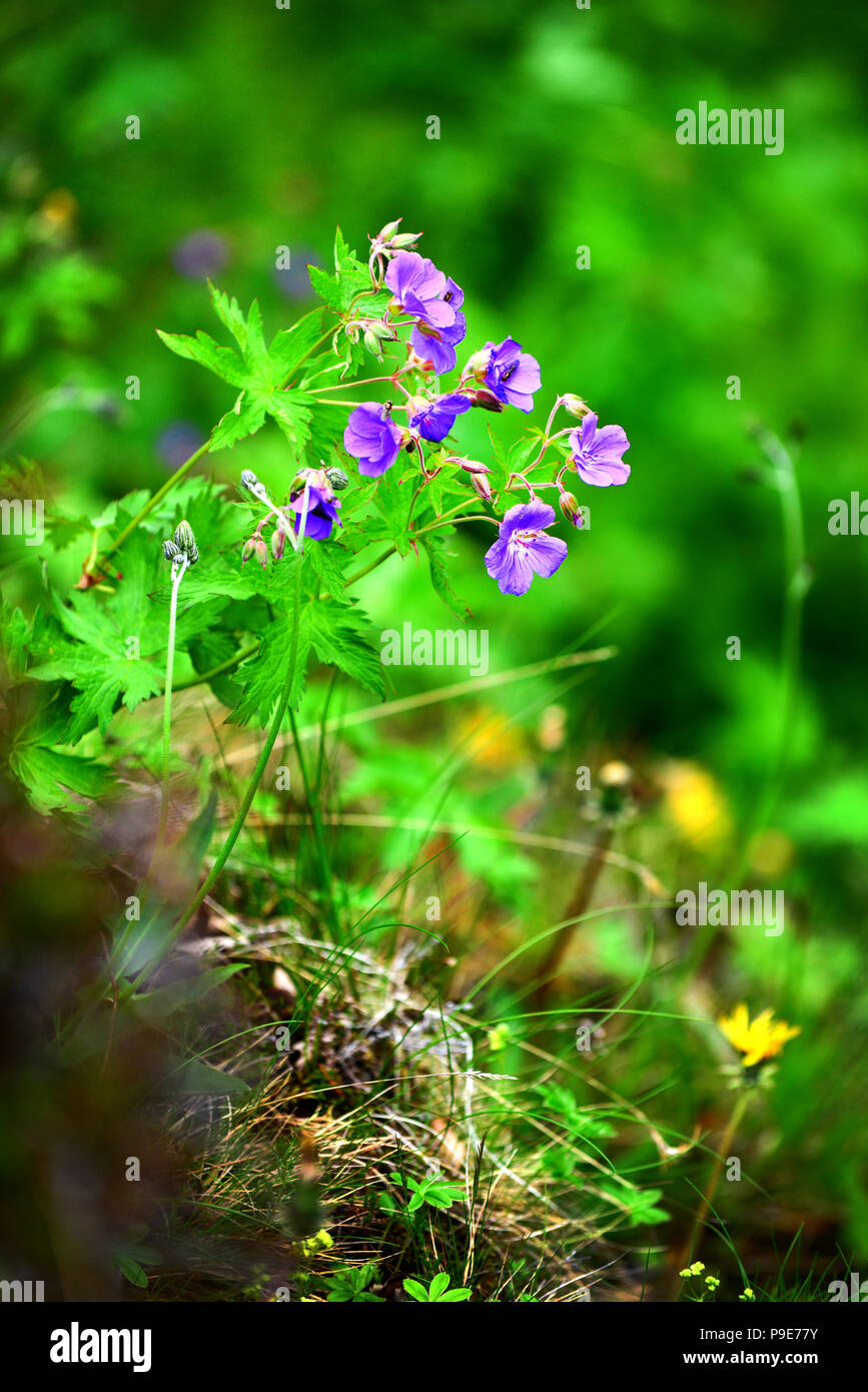 Kleine Blaue wilde Blume in Island close up Stockfoto