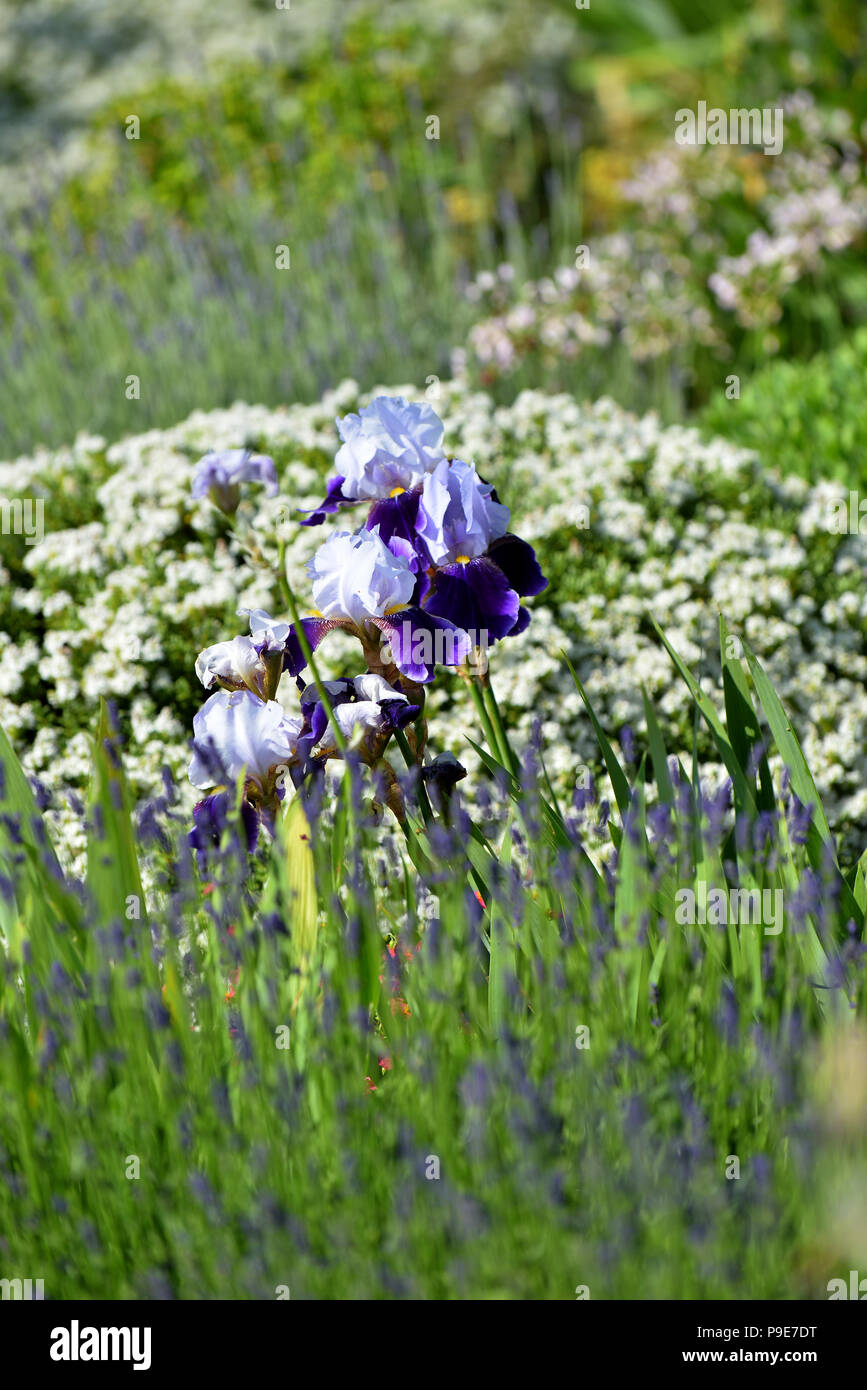 Ein Bündel von Iris blüht im Garten Stockfoto