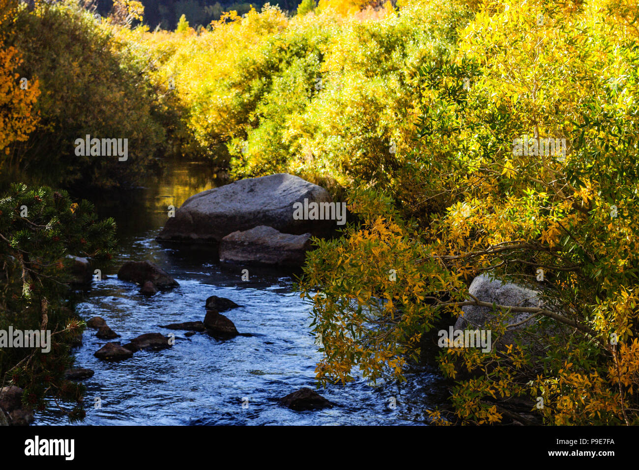 Bischof Creek in den Bergen der Sierra Nevada im Herbst Stockfoto