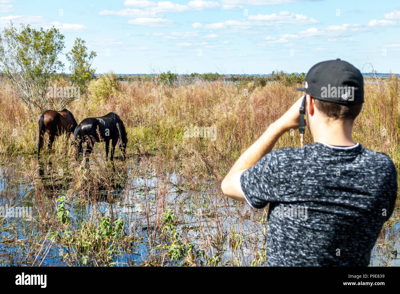 Gainesville Florida, Micanopy, Paynes Prarie Ecopassage Nature Preserve State Park, National Natural Landmark, Umweltschutz, Wacahoota Trail Stockfoto
