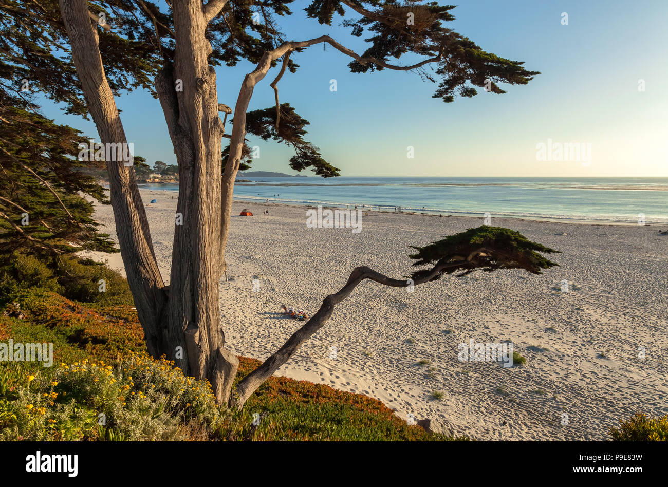 Monterey Zypressen (Cupressus macrocarpa) und Carmel Strand von Carmel-by-the-Sea, California, United States. Stockfoto