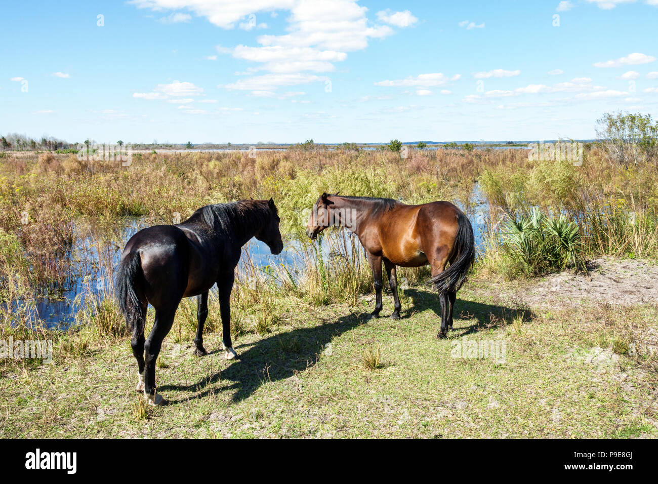 Gainesville Florida, Micanopy, Paynes Prarie Ecopassage Nature Preserve State Park, National Natural Landmark, Umweltschutz, Wacahoota Trail Stockfoto