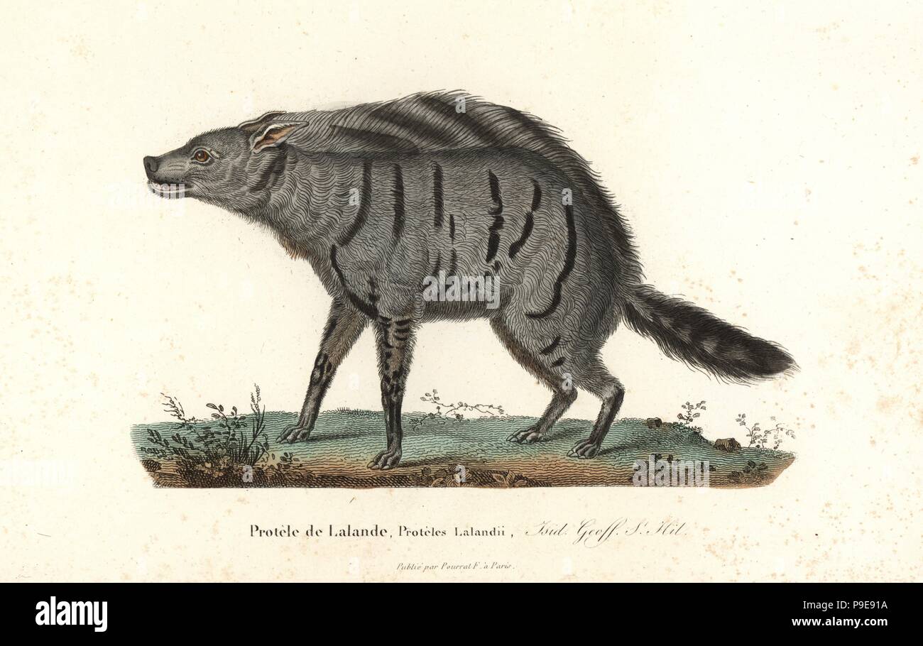 Erdwolf (Proteles, Proteles cristata Lalandii). Papierkörbe Kupferstich von Rene Primevere der Lektion ergänzt de Buffon, Pourrat Freres, Paris, 1838. Stockfoto