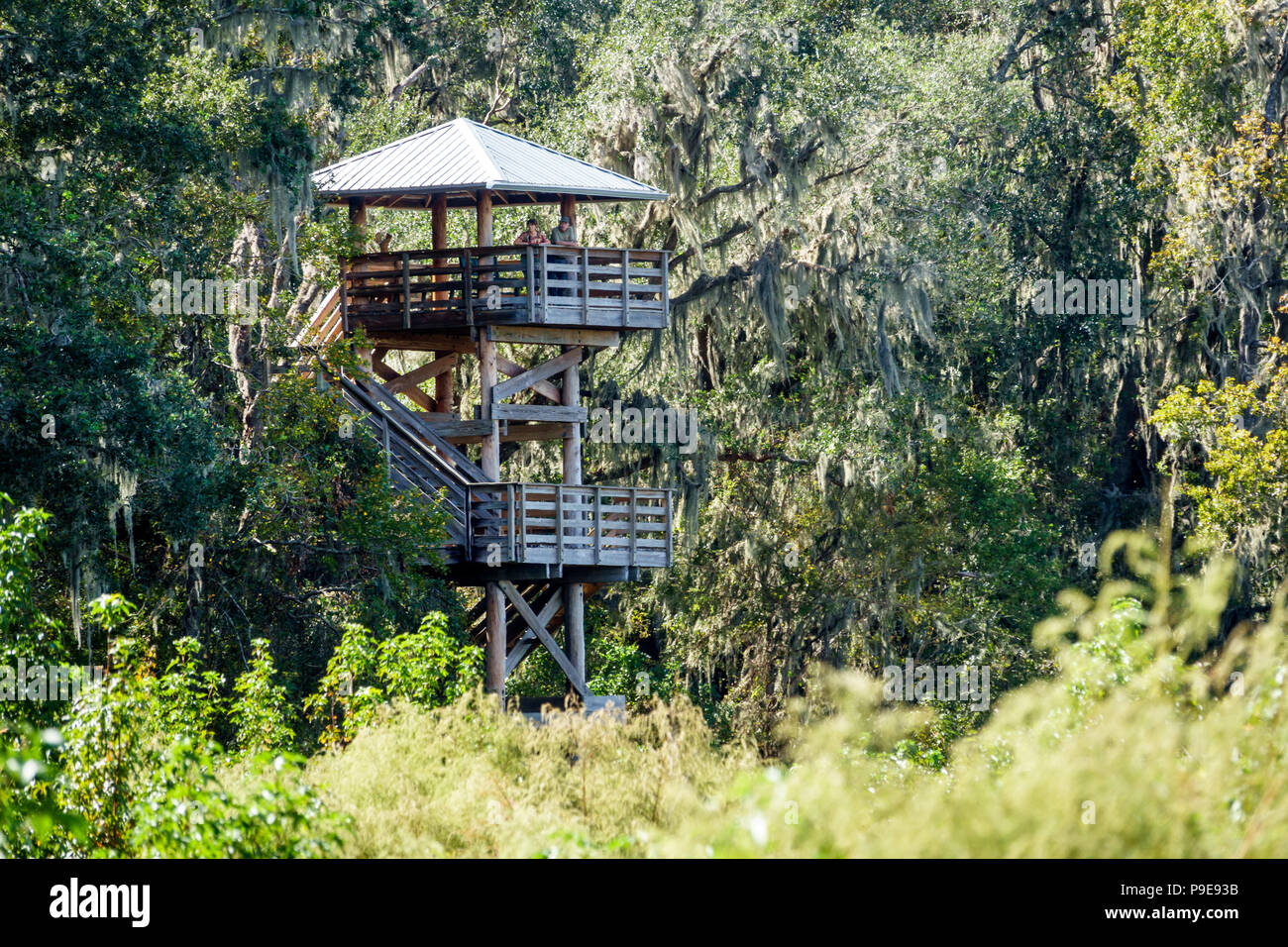 Gainesville Florida, Micanopy, Paynes Prarie Ecopassage Nature Preserve State Park, Aussichtsturm, nationales Naturdenkmal, al-Schutz, Wacahoot Stockfoto