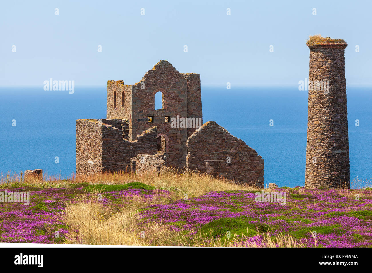 Wheal Coates alte Zinnmine auf den Klippen in der Nähe von St Agnes Cornwall uk Sommer Heather Stockfoto