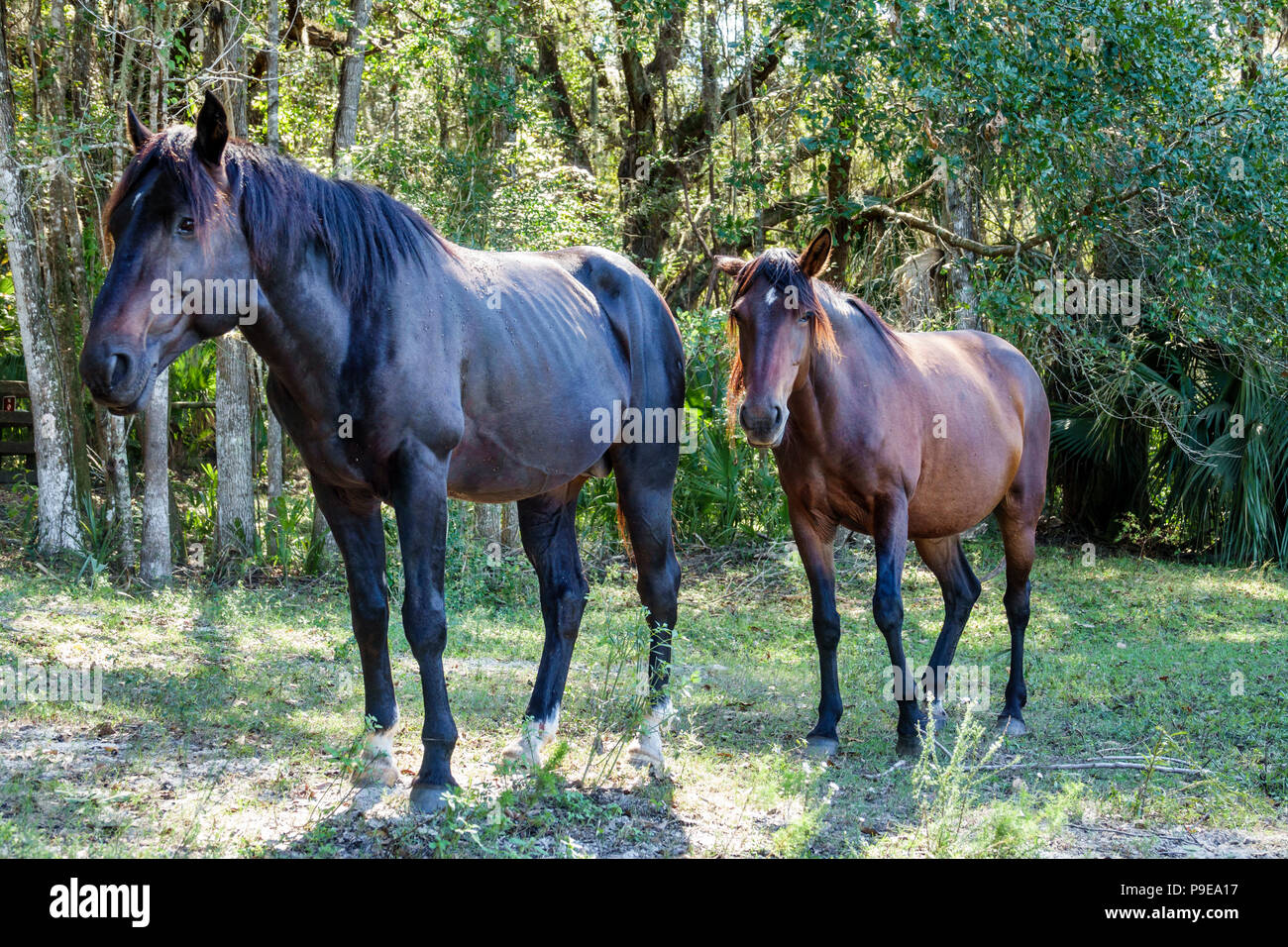 Gainesville Florida, Micanopy, Paynes Prarie Ecopassage Nature Preserve State Park, National Natural Landmark, al Conservation, Wacahoota Trail, wilder Riss Stockfoto