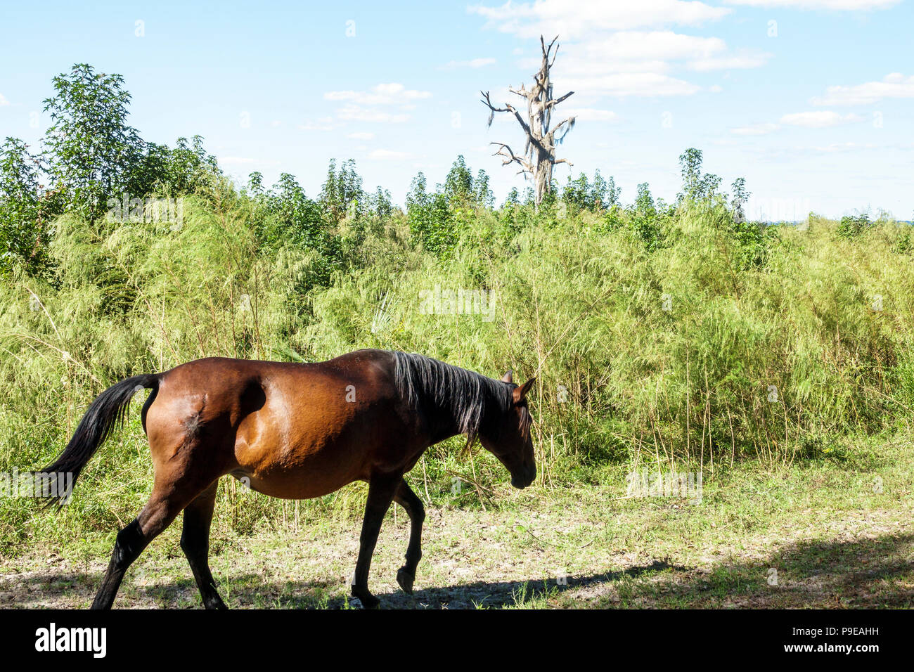Gainesville Florida, Micanopy, Paynes Prarie Ecopassage Nature Preserve State Park, National Natural Landmark, Umweltschutz, Wacahoota Trail Stockfoto