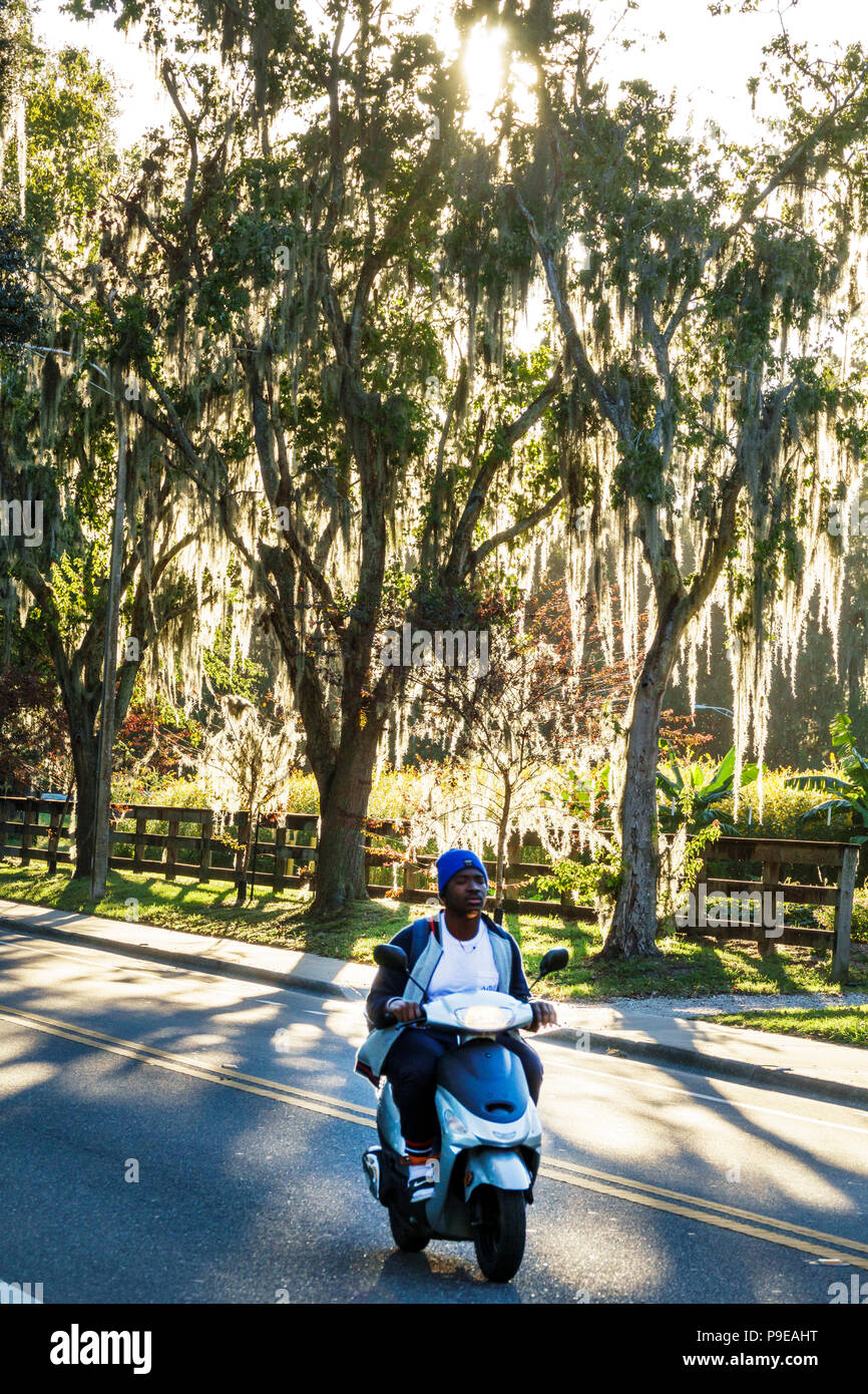 Gainesville Florida, University of Florida, Campus, Museum Road, Spanisches Moos, Studenten Schüler Bildung Schüler, Roller Roller Roller, Schwarze Afrika Stockfoto