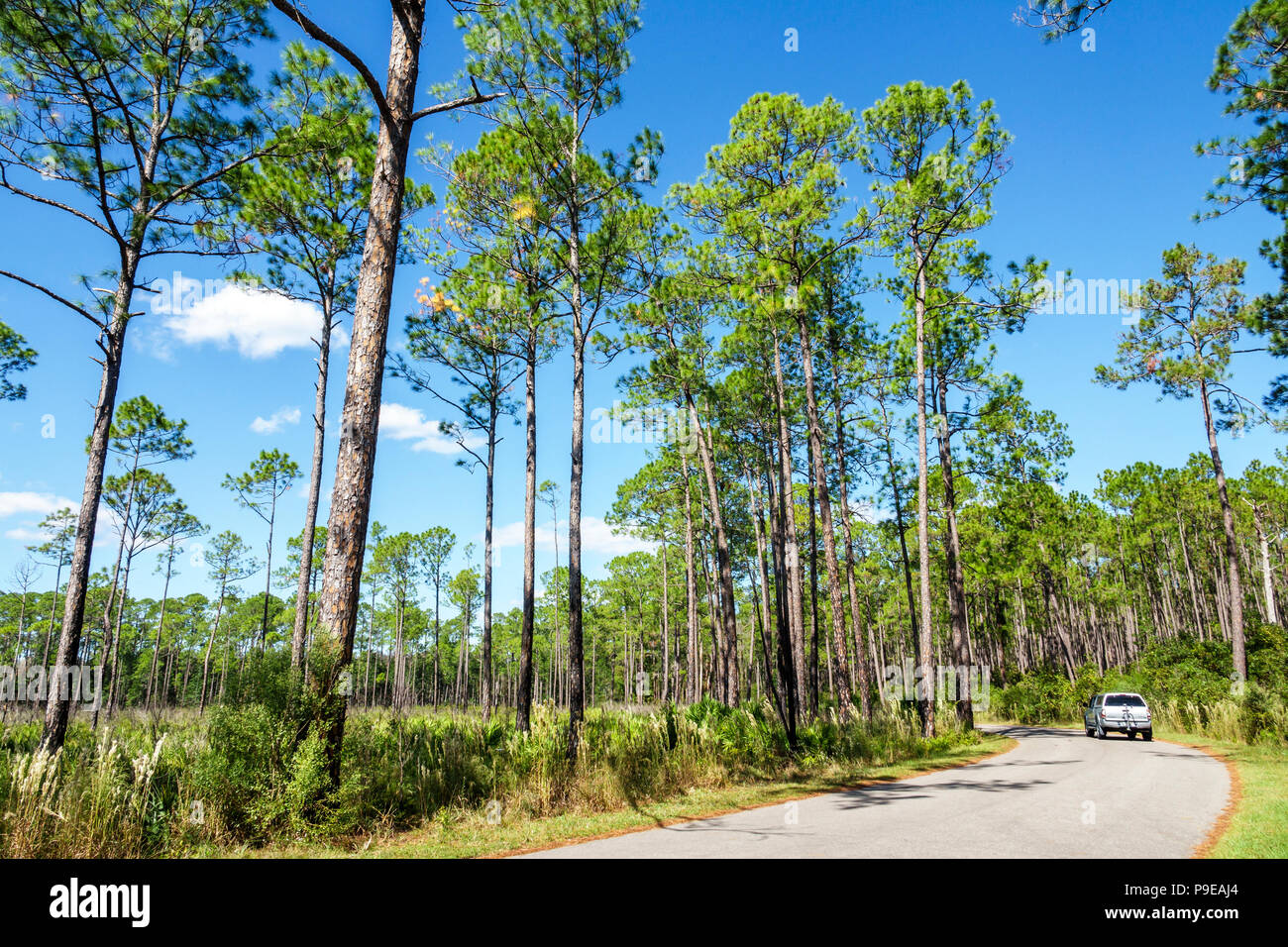 Gainesville Florida, Micanopy, Paynes Praire Ecopassage Nature Preserve State Park, Savannah Boulevard, Bäume, nationales Naturdenkmal, Naturschutz, Pinu Stockfoto