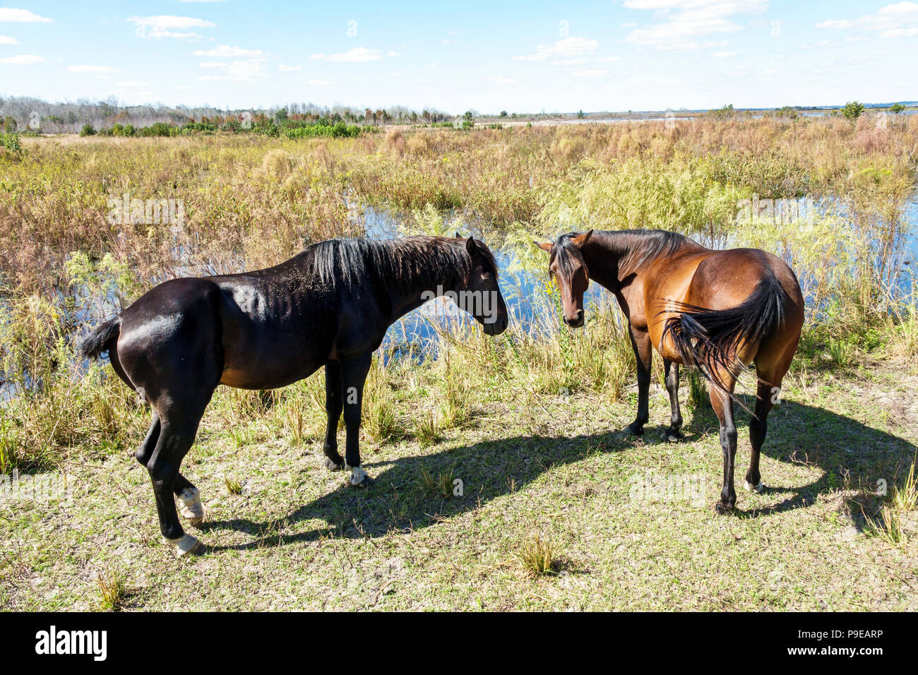 Gainesville Florida, Micanopy, Paynes Prarie Ecopassage Nature Preserve State Park, National Natural Landmark, Umweltschutz, Wacahoota Trail Stockfoto