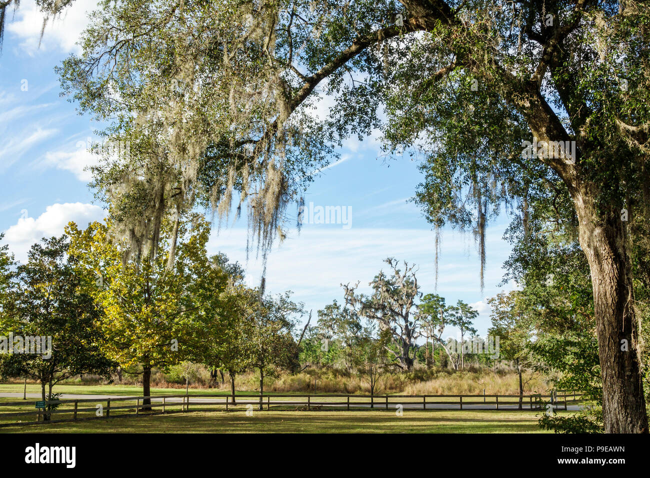 Gainesville Florida, Boulware Springs Park, Naturpark, spanischer moosbedeckter Baum, FL171028161 Stockfoto