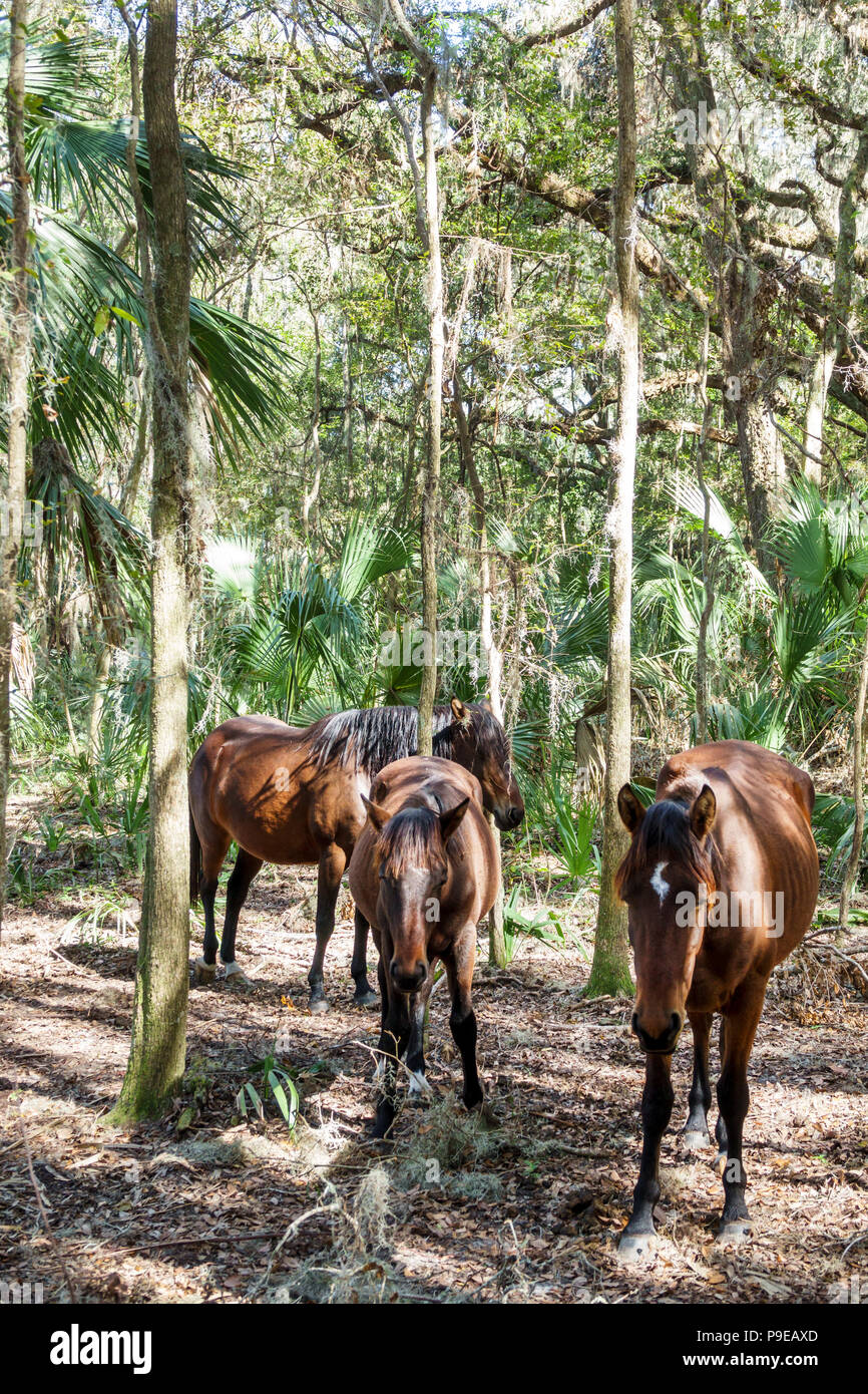 Gainesville Florida, Micanopy, Paynes Prarie Ecopassage Nature Preserve State Park, National Natural Landmark, al Conservation, Wacahoota Trail, wilder Riss Stockfoto