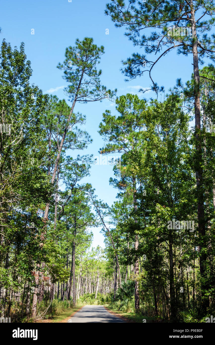 Gainesville Florida, Micanopy, Paynes Praire Ecopassage Nature Preserve State Park, Savannah Boulevard, Bäume, Straße, nationales Naturdenkmal, Erhaltung Stockfoto