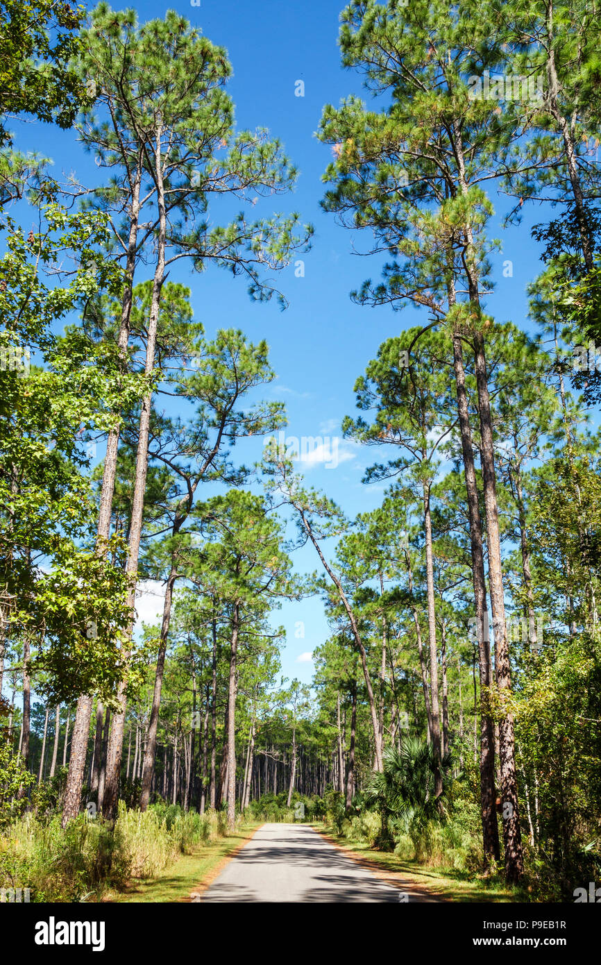Gainesville Florida, Micanopy, Paynes Praire Ecopassage Nature Preserve State Park, Savannah Boulevard, Bäume, Straße, nationales Naturdenkmal, Erhaltung Stockfoto