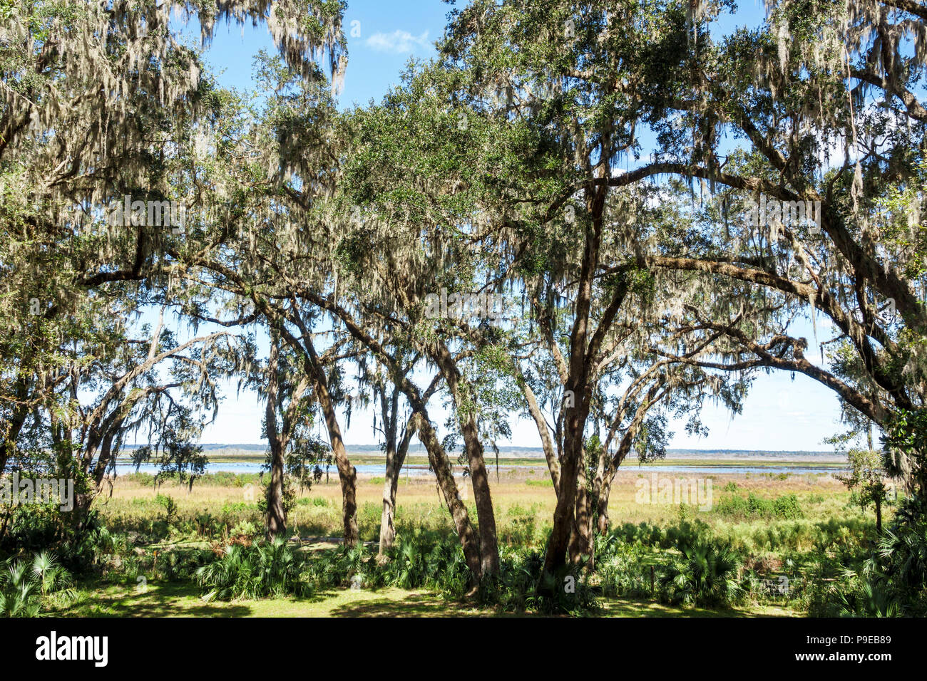 Gainesville Florida, Micanopy, Paynes Prarie Ecopassage Nature Preserve State Park, National Natural Landmark, al Conservation, Wacahoota Trail, FL17102811 Stockfoto