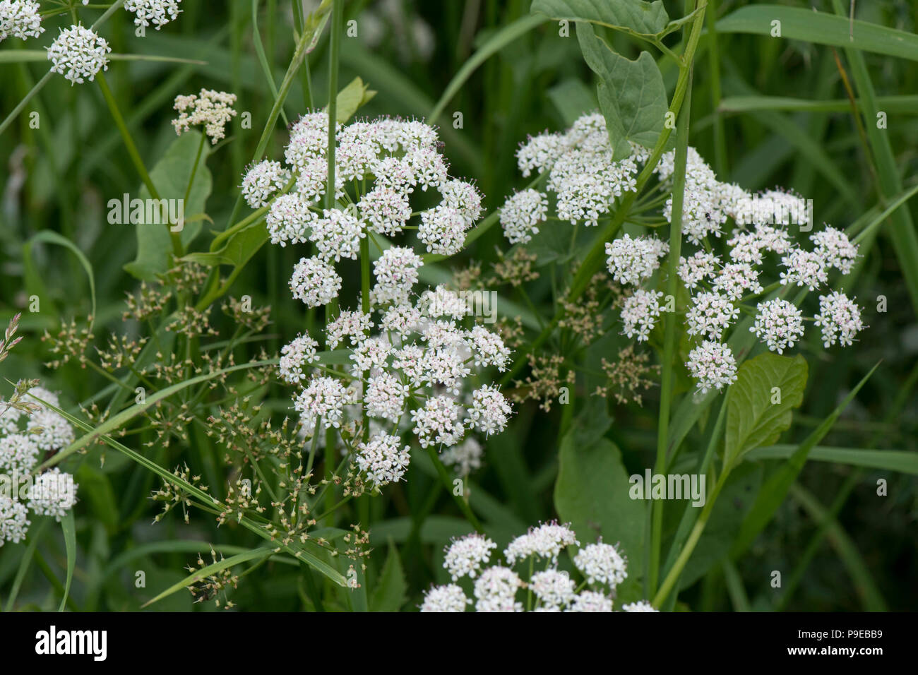 Ground Holunder, Goutweed oder Bishop's Weed, Aegopodium podagraria, blühende Pflanzen Stockfoto