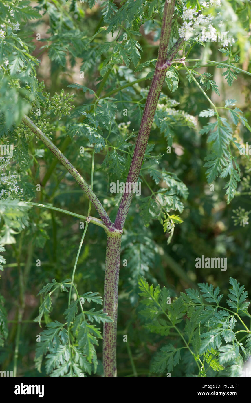 Violett gefleckten Stengel charakteristisch für Schierling, Conium maculatum, hohl und giftige, Devon, Juli Stockfoto