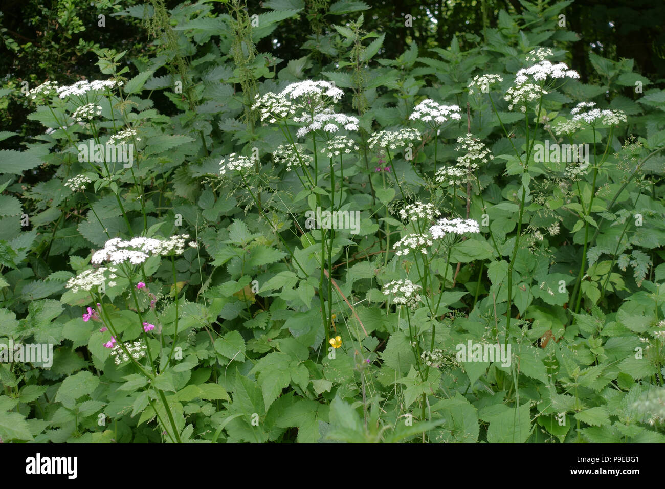 Ground Holunder, Goutweed oder Bishop's Weed, Aegopodium podagraria, blühende Pflanzen Stockfoto