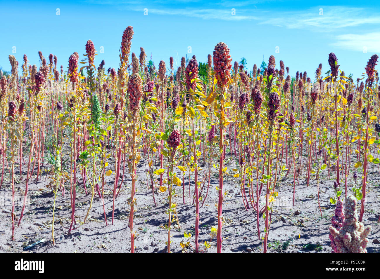 Bunte Feld der wachsenden Quinoa Erntegut Stockfoto