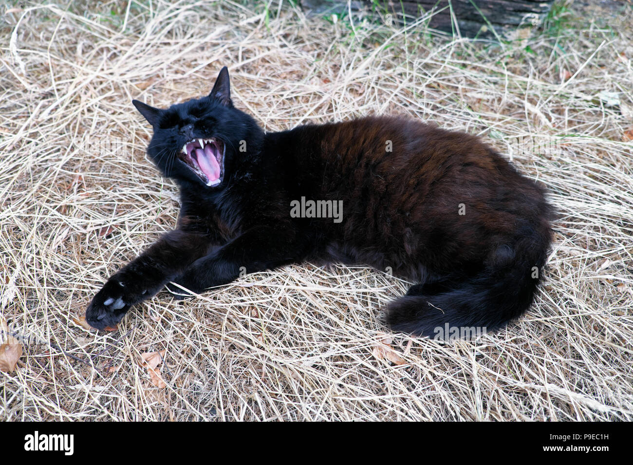 Schwarz Norwegischen Wald Katze gähnende Tier auf dem Bett liegen Langes trockenes Gras in der Sommerhitze 2018 in Carmarthenshire Wales Großbritannien KATHY DEWITT Stockfoto