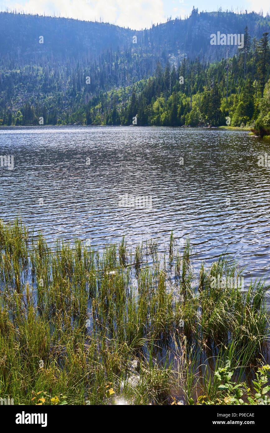 See Plesne im Nationalpark Sumava (Böhmerwald) in der Tschechischen Republik Stockfoto