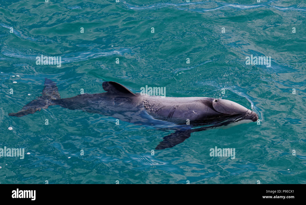 Tyrannen dolphin, gefährdete Delfin, Neuseeland. Cetacean endemisch in Neuseeland Stockfoto