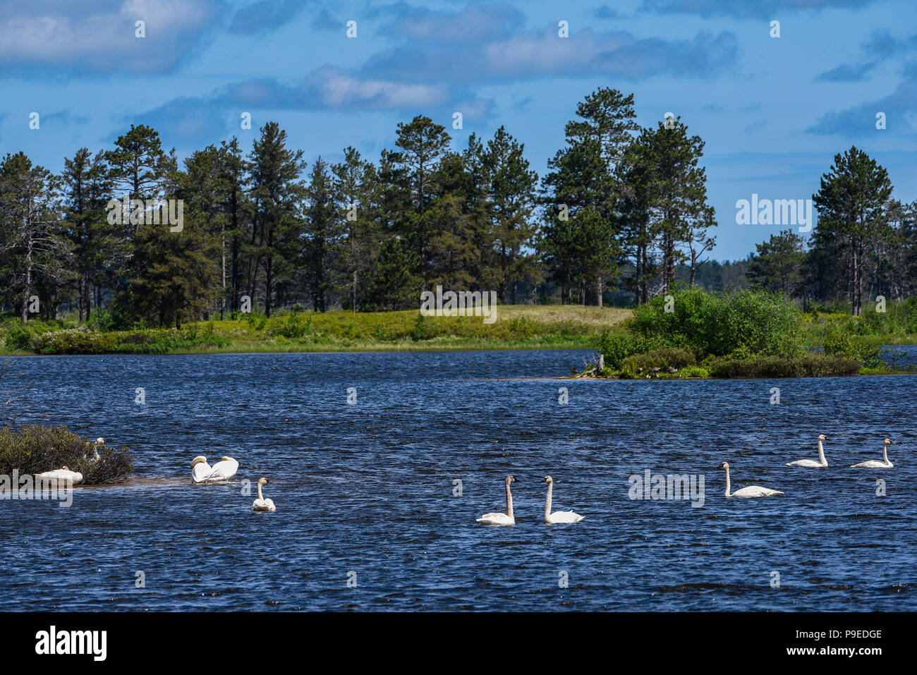 Trumpeter Schwäne, Seney National Wildlife Refuge, Upper Michigan, USA, von Bruce Montagne/Dembinsky Foto Assoc Stockfoto