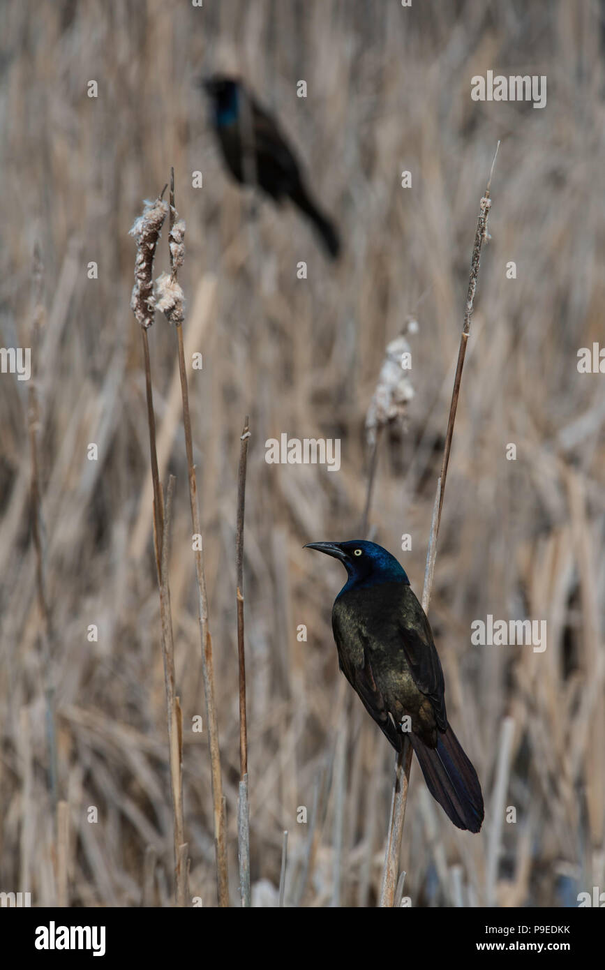 Gemeinsame Grackle (Quiscalus quiscula), Feder, E USA, von Bruce Montagne/Dembinsky Foto Assoc Stockfoto