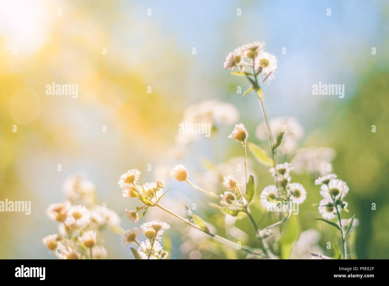 Schöne Daisy Blumen Frühling Natur gegen den blauen Himmel und die Sonnenstrahlen, Makro, Soft Focus. Magic bunt künstlerisches Bild Stockfoto