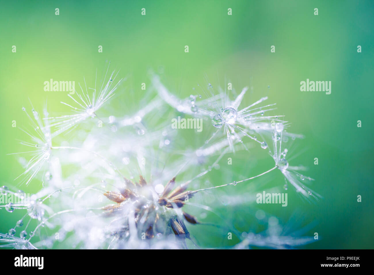 Fantastische Makro Frühling Blumen Löwenzahn mit Morgentau fällt. Abstrakte Natur Hintergrund Stockfoto