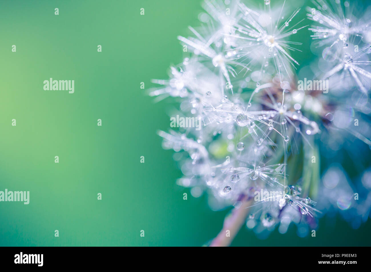 Fantastische Makro Frühling Blumen Löwenzahn mit Morgentau fällt. Abstrakte Natur Hintergrund Stockfoto