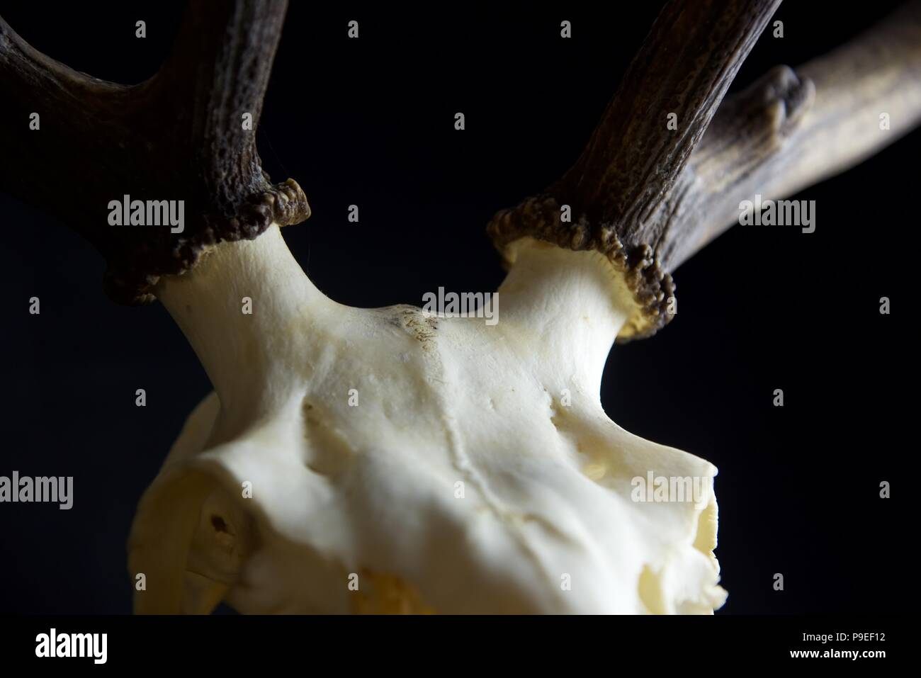 Deer skull: Abstrakte close up Fotografie der Details einer gebleichten Rotwild Schädel mit Hörner Stockfoto