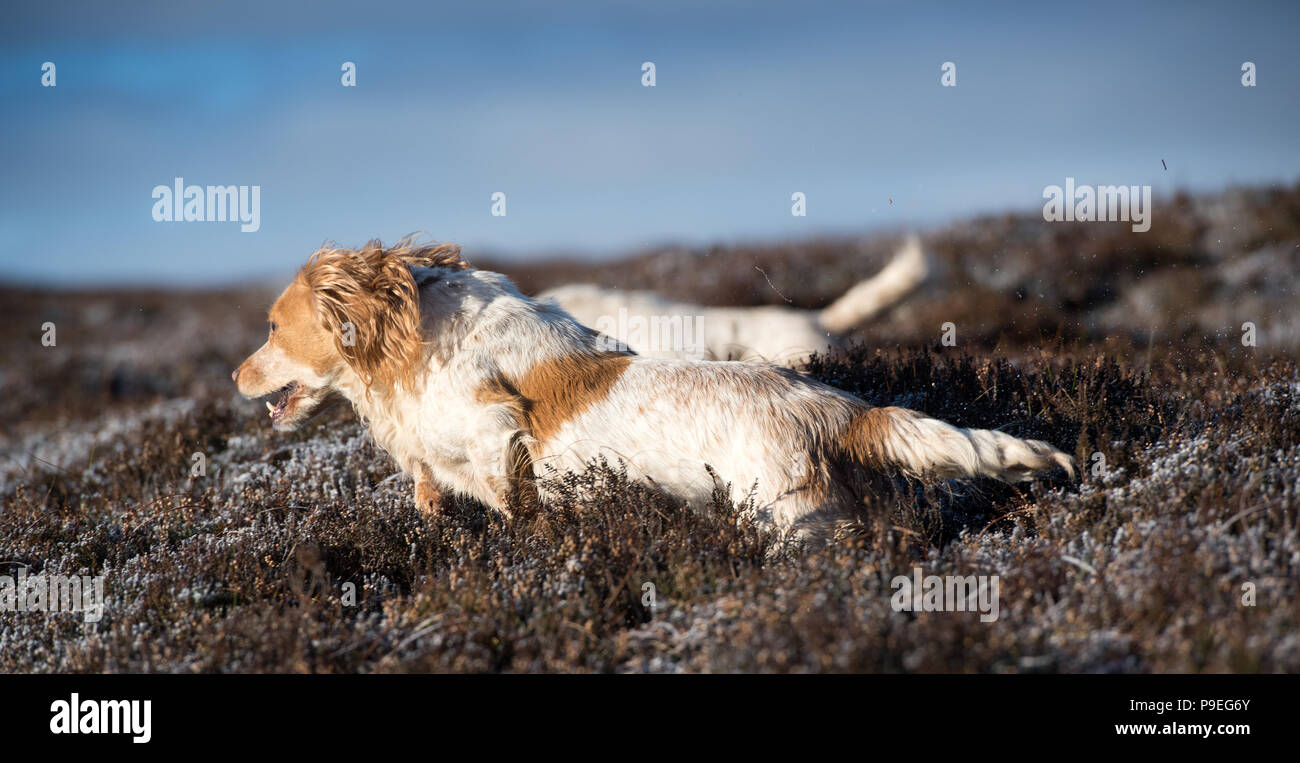 Golden Labrador gundog arbeitet an einem Moor bei einem Moorhuhn schießen. Yorkshire, UK. Stockfoto