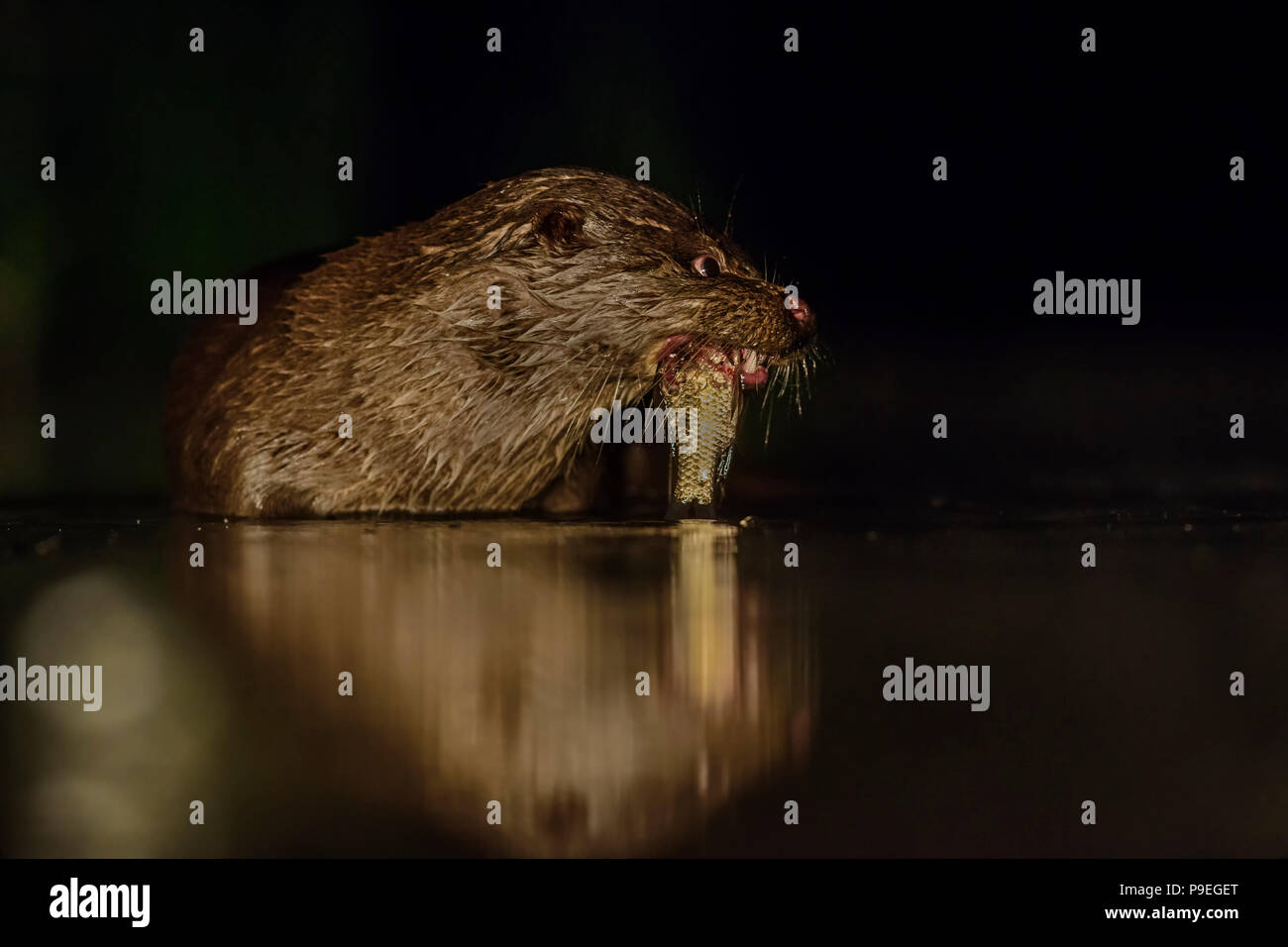 Eurasischen River Otter - Lutra Lutra, freswater nachtaktive Raubtiere aus europäischen Flüssen. Stockfoto