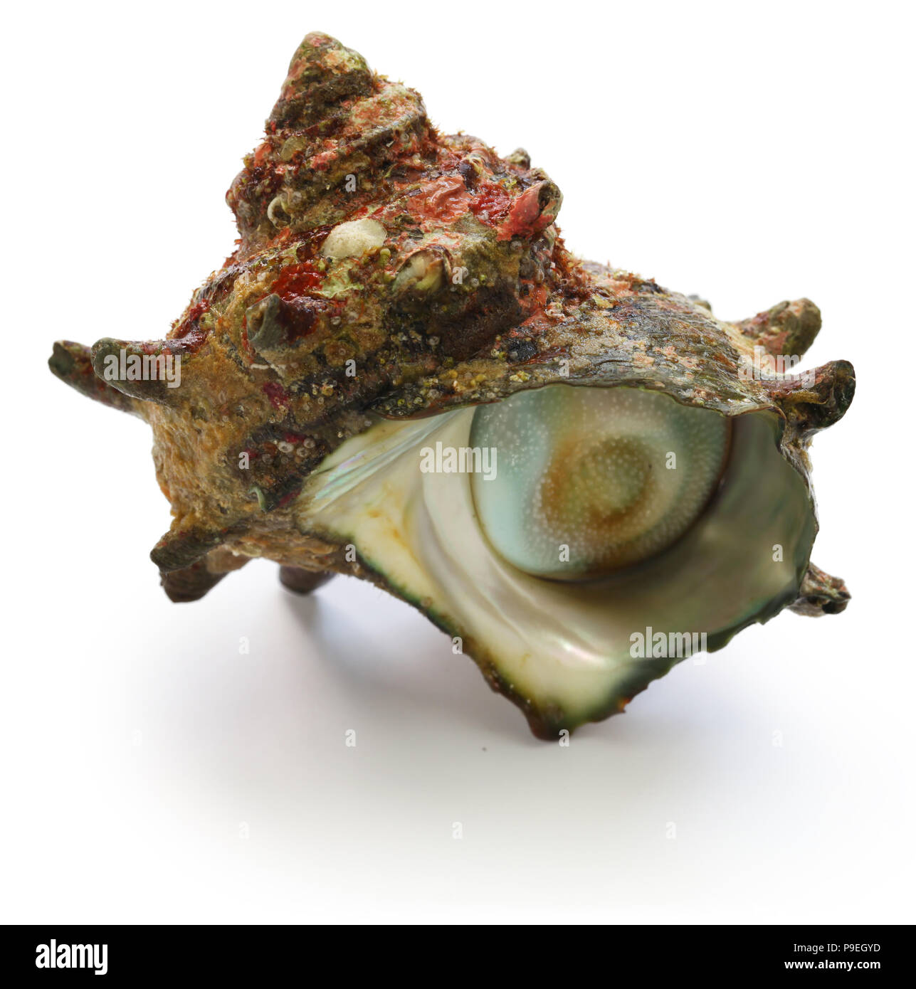 Sazae, Japanisch gehörnten turban Shell Stockfoto