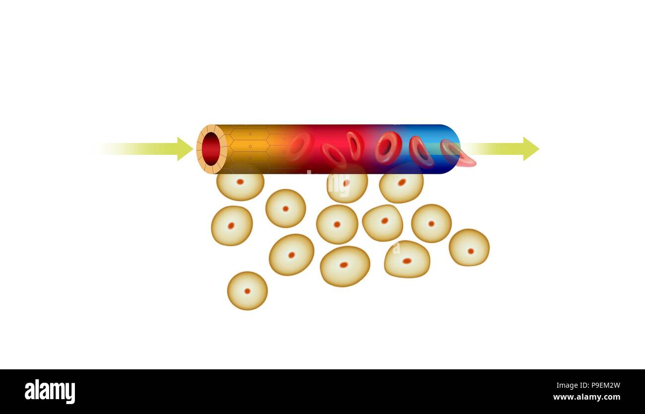 Blut-hirn-Schranke. Stockfoto