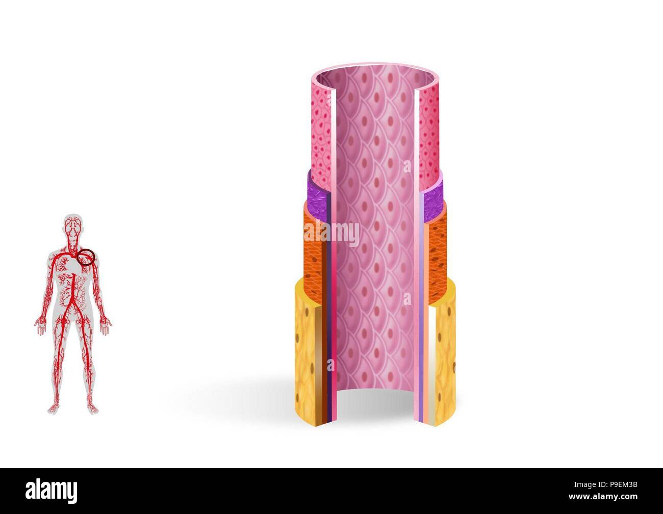 Schichten der Arterienwand. Stockfoto