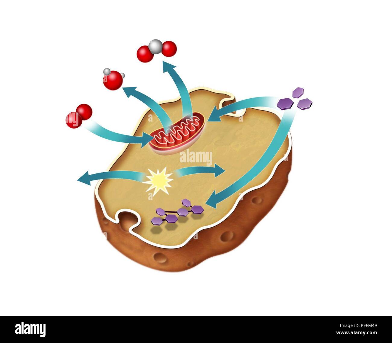 Zelluläre Atmung in einem Tier eukaryotischen Zelle. Stockfoto