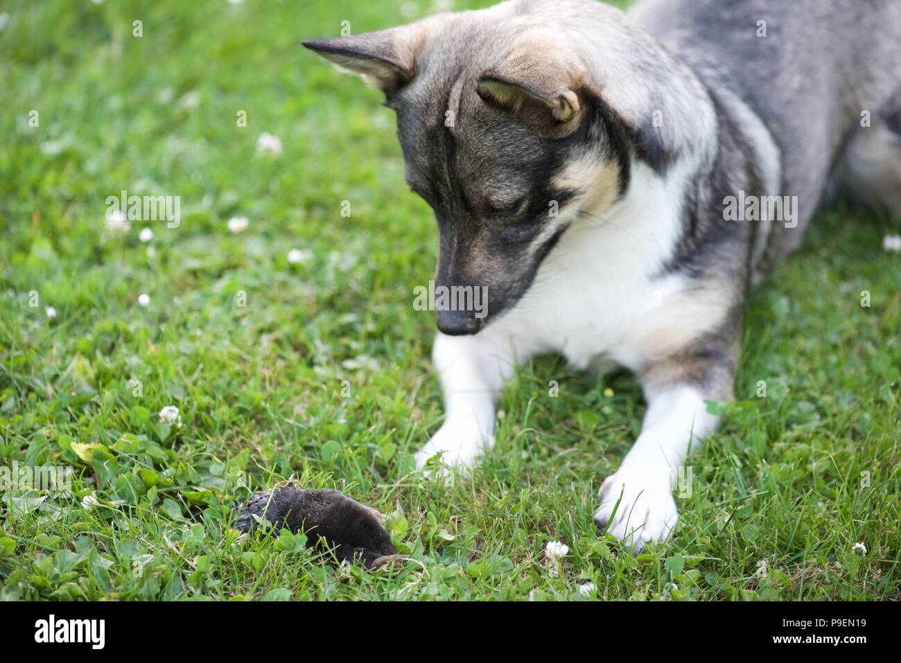 Hund (Canis Lupus Familiaris) versus Maulwurf (Talpa europaea): Eine schwedische Valhund verliert die Kontrolle über seinen Instinkt und versendet eine Europäische Maulwurf Stockfoto