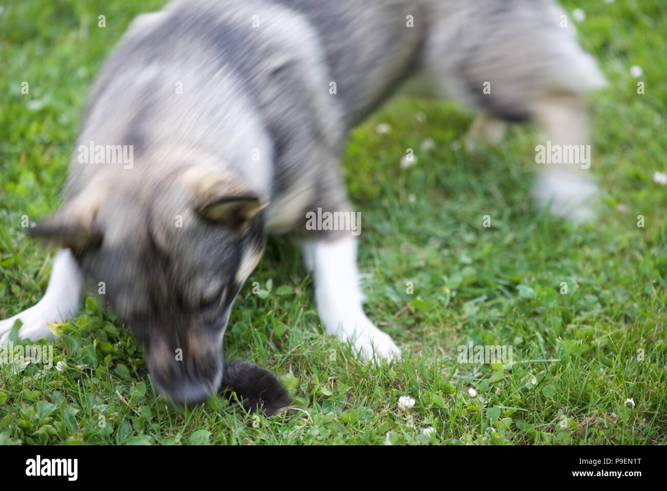 Hund (Canis Lupus Familiaris) versus Maulwurf (Talpa europaea): Eine schwedische Valhund verliert die Kontrolle über seinen Instinkt und versendet eine Europäische Maulwurf Stockfoto