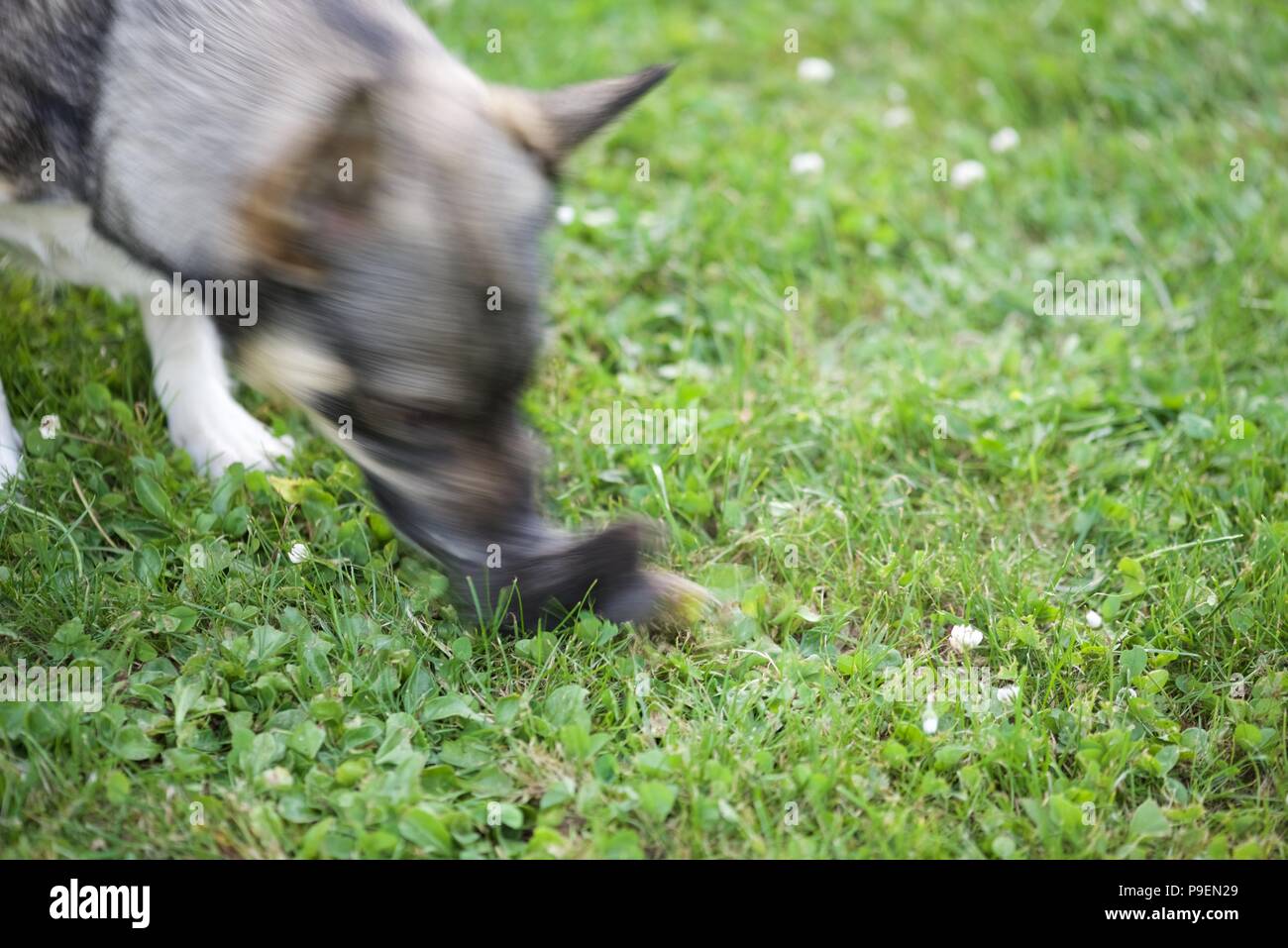 Hund (Canis Lupus Familiaris) versus Maulwurf (Talpa europaea): Eine schwedische Valhund verliert die Kontrolle über seinen Instinkt und versendet eine Europäische Maulwurf Stockfoto