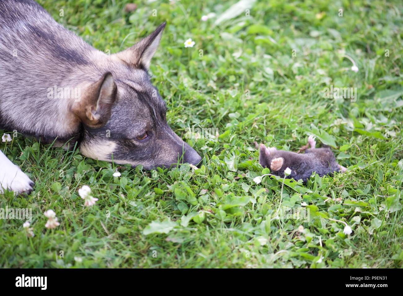 Hund (Canis Lupus Familiaris) versus Maulwurf (Talpa europaea): Eine schwedische Valhund verliert die Kontrolle über seinen Instinkt und versendet eine Europäische Maulwurf Stockfoto
