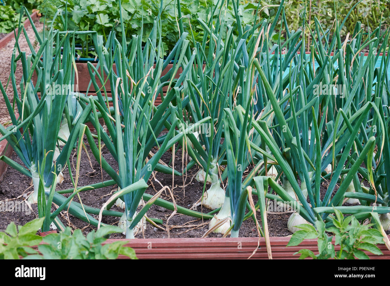 Eine Art von spanischen Zwiebel, Ailsa Craig (Allium cepa "Ailsa Craig") wird aus Samen gezogen und produziert große Zwiebeln, Store und gut halten. Stockfoto