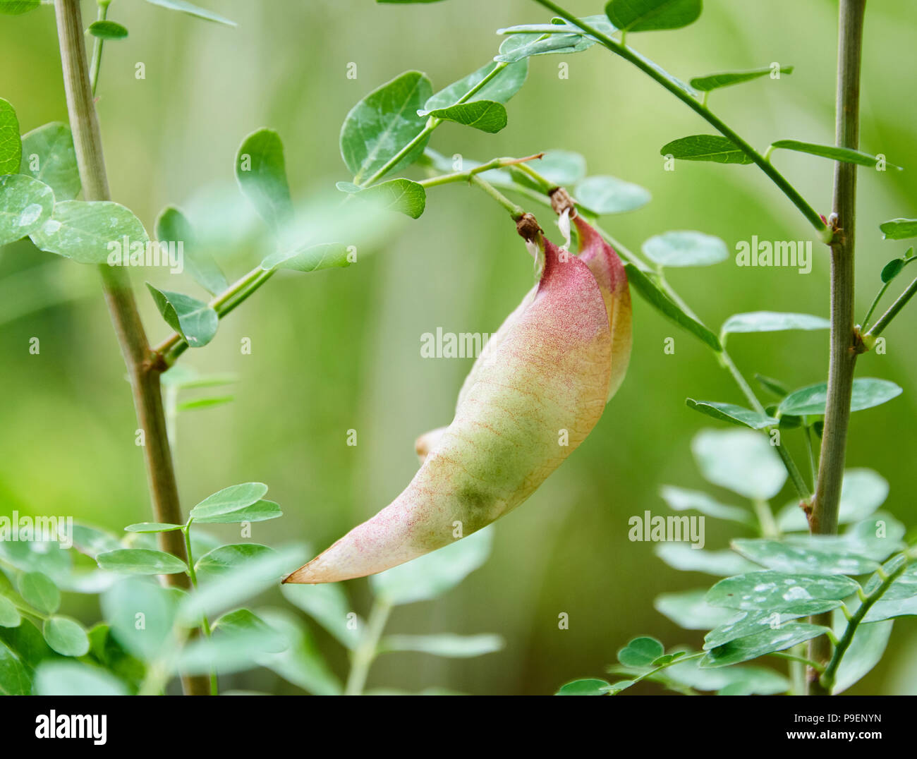 Colutea arborescens genannt, ist eine Art von hülsenfrüchten Strauch, die durch den Common Name Blase bekannt - senna. Sie ist heimisch in Europa und Nordafrika, aber es ist bekannt Stockfoto