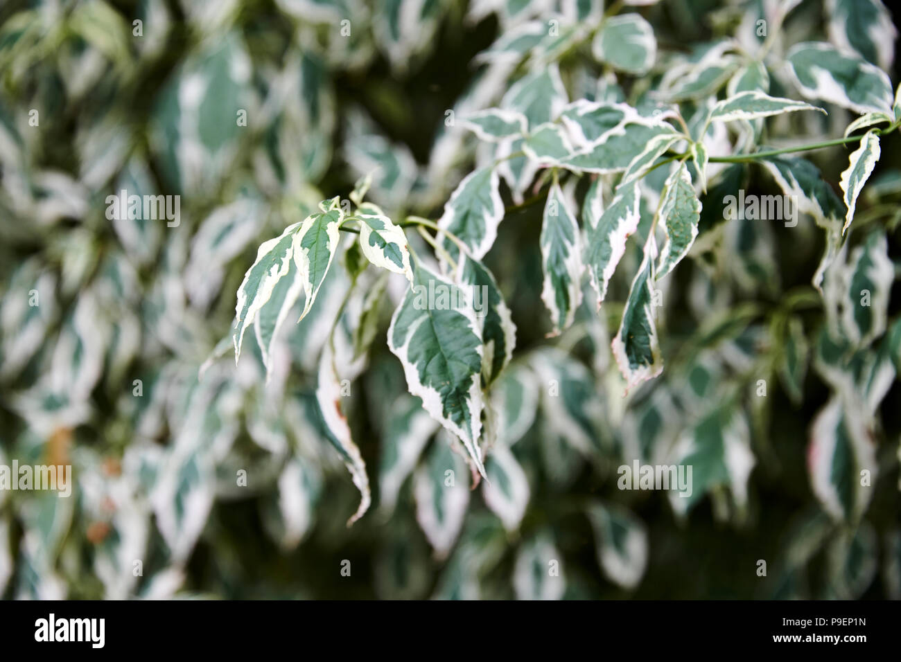 × Buddleja weyeriana 'Wabe' ist eine sommergrüne Strauch von brückenbildung Gewohnheit mit grau-grünem Laub, diese Sorte hat Kugelsternhaufen von cremig, gelb Stockfoto
