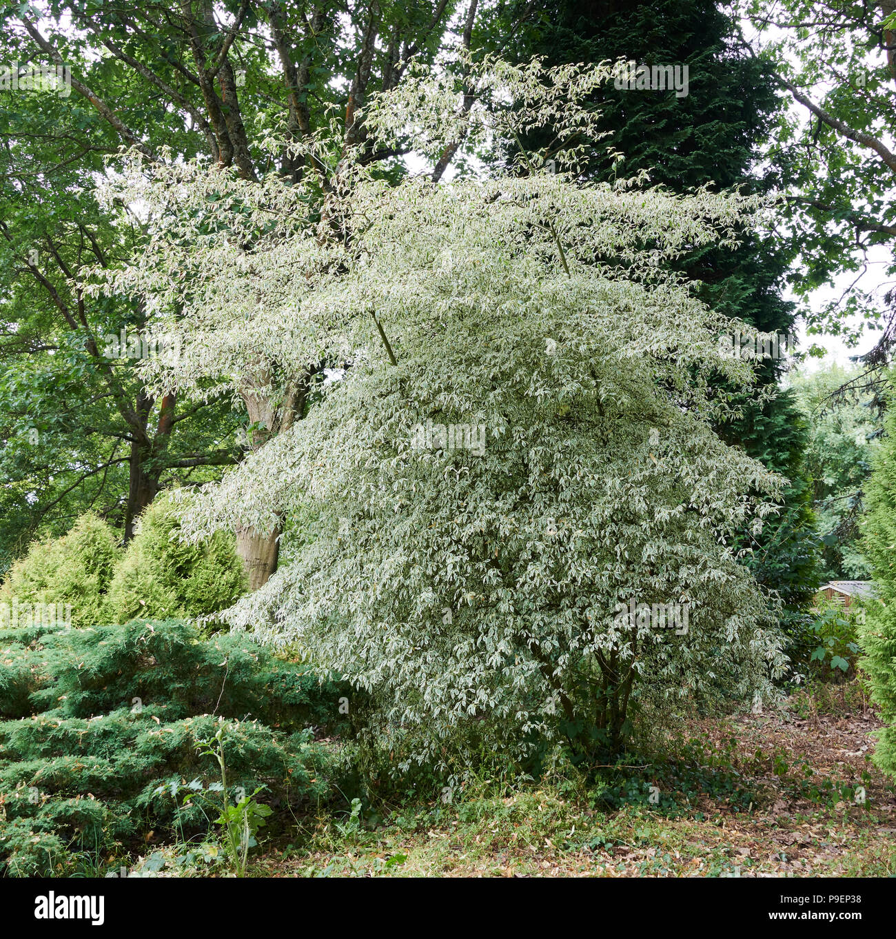 Da die Hochzeit - Kuchen Baum bekannt, wegen seiner markanten, horizontale, mehrstufige Gewohnheit, dieser Baum macht eine schöne Anlaufstelle für Kleine und Mittlere Stockfoto
