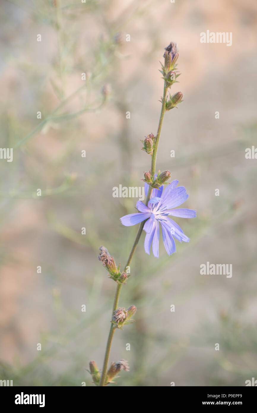 Glatte weiche beige und lila Cichorium intybus floralen Bild geeignet für Wallpaper Hintergründe Stockfoto