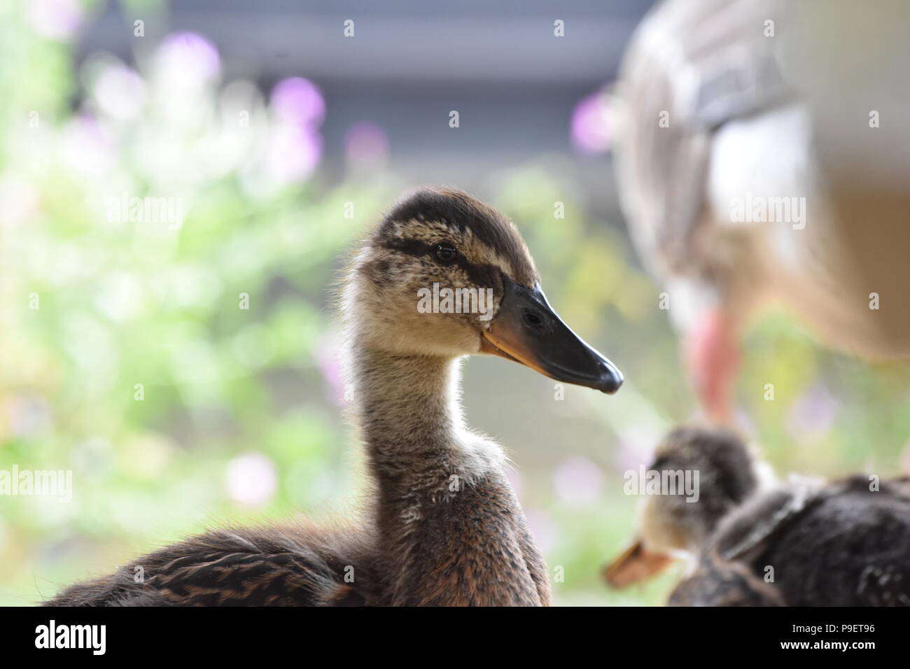 Stockente Entenküken Stockfoto