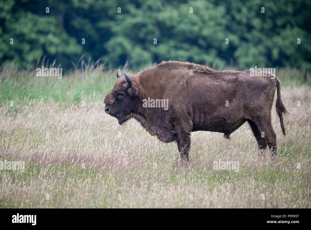 18 Juni 2018, Groß Schoenebeck, Deutschland: Eine europäische Bisons zu sehen unter dem hohen Gras in seinem Käfig im Wildpark Schorfheide. Der Wildpark ist ausschließlich um Tiere, die endemisch sind oder verwendet werden, wie z.b. Fischotter, Rotwild, Damwild, Mufflons, Wildschweine, Wölfe, Elche und Przewalski's horse. Der Park umfasst eine Fläche von 100 Hektar und hat einen sieben Kilometer langen Wanderweg. Foto: Patrick Pleul/dpa-Zentralbild/ZB Stockfoto